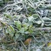 Fotogalerie - Oddíly - Veverky - Ykrvasan říjen 2011